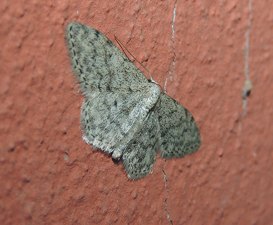 Scopula marginepunctata Geometridae